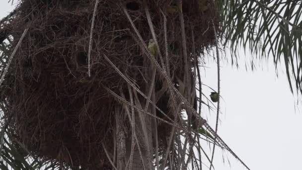 Colônia Reprodutora Periquitos Monge Myiopsitta Monachus Também Papagaio Quaker Seu — Vídeo de Stock