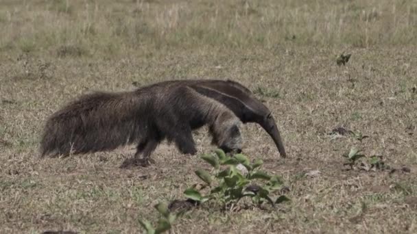 巨大的食蚁兽在南潘塔纳尔农场的草地上行走 美洲锥虫 Myrmecphaga Tridactyla 是一种原产于中美洲和南美洲的食虫哺乳动物 — 图库视频影像