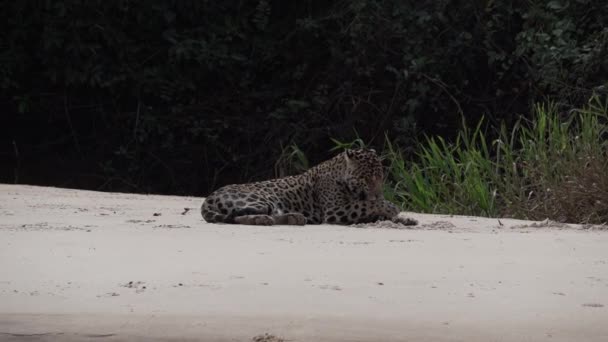 Gewonde Mannelijke Jaguar Panthera Onca Een Grote Eenzame Kat Afkomstig — Stockvideo