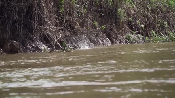 美洲豹是一种原产于美洲的独居大猫 它游过了世界上最大沼泽地潘坦尔河的一条昏暗的河流 靠近巴西乔夫尔港的Transpantaneira — 图库视频影像
