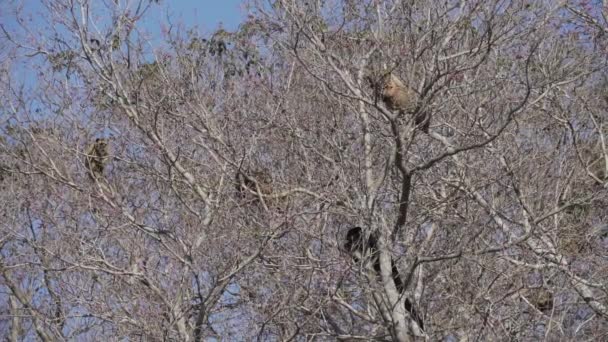 Howler Monkeys Alouatta Climbing Canapy Topic Trees Swamp Area Pantanal — Stock Video
