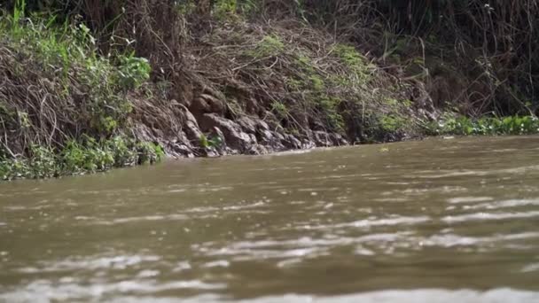 ジャガー パンテラオンカ アメリカ大陸に原産の大きな孤独な猫 世界最大の沼地 ブラジルのポルト ジュフォーレのトランスパンタネイラに近い 世界最大の川を泳いで — ストック動画