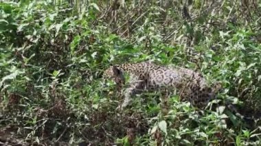 Jaguar, Panthera onca, Amerika 'nın yerlisi, dünyanın en büyük bataklık bölgesi olan Pantanl nehri boyunca avlanan, Brezilya' nın Porto Jofre kentindeki Transpantaneira yakınlarında yaşayan yalnız bir kedi..