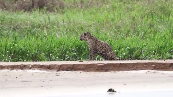Jaguar Panthera Onca Велика Одиночна Кішка Мешкає Америці Полюючи Вздовж — стокове відео
