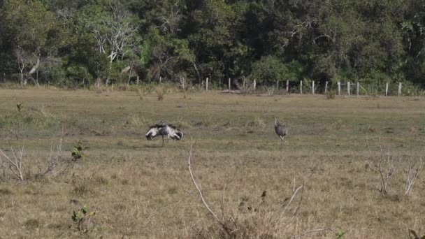 Större Rea Rhea Americana Lång Flyglös Fågel Gemensam För Sydamerika — Stockvideo