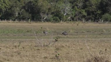 Rhea americana, Brezilya 'nın Pantanal bataklığının bataklık bölgesinde bir çayırda yürüyen, Güney Amerika' da yaygın olarak görülen uzun boylu, uçamayan bir kuş..