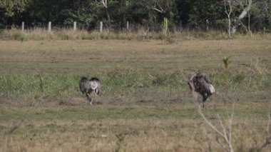 Rhea americana, Brezilya 'nın Pantanal bataklığının bataklık bölgesinde bir çayırda yürüyen, Güney Amerika' da yaygın olarak görülen uzun boylu, uçamayan bir kuş..