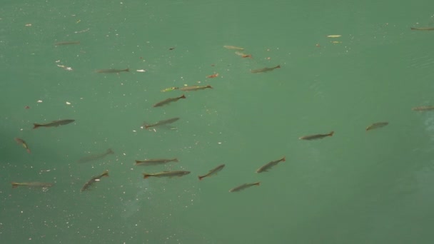 Peces Nadando Río Tropical Color Verde Esmeralda Tranquilo Cerca Bonito — Vídeo de stock