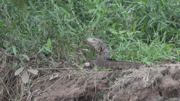 Dracaena Paraguayensis Lagarto Paraguayo Caimán Raro Reptil Que Vive América — Vídeo de stock