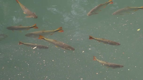 ブラジルのボニート近くのエメラルドグリーンで泳ぐ魚 リラックスのための人気の旅行先とスパ — ストック動画