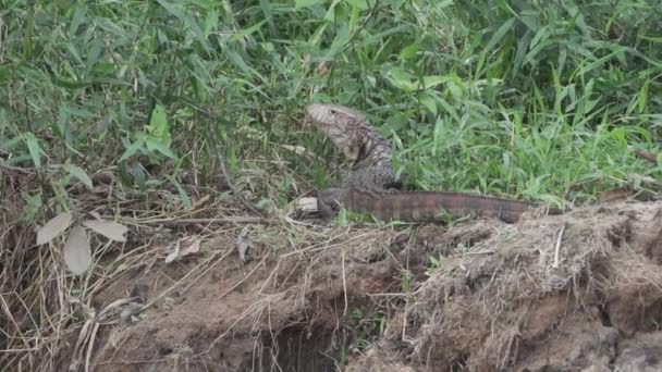 Dracaena Paraguayensis Lagarto Paraguayo Caimán Raro Reptil Que Vive América — Vídeos de Stock