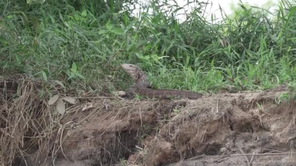 巴拉圭人蜥蜴 Dracaena Paraguayensis 是生活在南美洲的一种罕见的爬行动物 栖息在巴西潘塔纳尔湿地沼泽地中的热带河岸上 — 图库视频影像