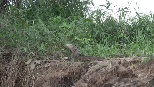 Dracaena Paraguayensis Lagarto Paraguayo Caimán Raro Reptil Que Vive América — Vídeos de Stock