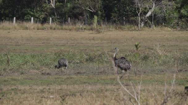 美洲风信子 Rhea Americana 是南美洲常见的一种高耸的不飞鸟 在巴西潘塔纳尔湿地沼泽地区的草地上漫步 — 图库视频影像