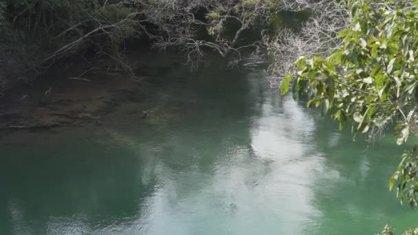 Смарагдовий Зелений Колір Спокійна Тропічна Річка Поблизу Боніто Бразилії Популярний — стокове відео