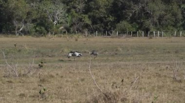 Rhea americana, Brezilya 'nın Pantanal bataklığının bataklık bölgesinde bir çayırda yürüyen, Güney Amerika' da yaygın olarak görülen uzun boylu, uçamayan bir kuş..