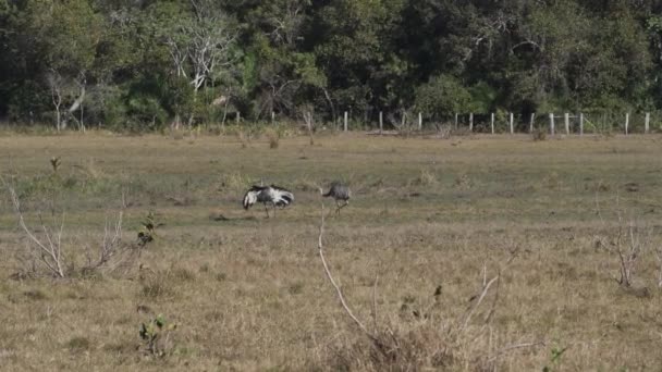 Große Rhea Rhea Americana Ist Ein Großer Flugunfähiger Vogel Der — Stockvideo