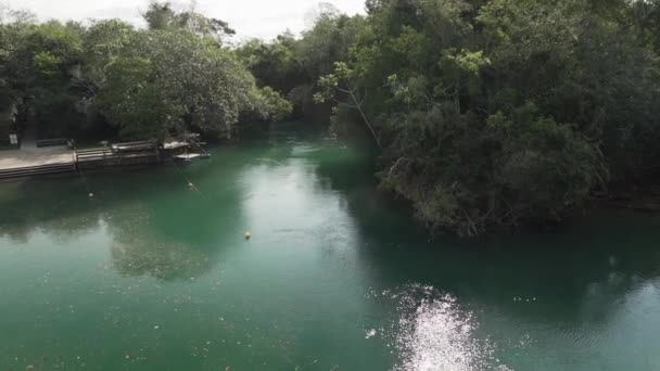 Изумрудно Зеленого Цвета Спокойная Тропическая Река Близ Бонито Бразилии Популярное — стоковое видео