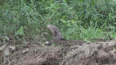 Dracaena paraguayensis, Paraguay kayman kertenkelesi Güney Amerika 'da yaşayan nadir bir sürüngendir, Brezilya' daki Pantanal sulak alanlarının bataklıklarında tropikal bir nehrin kıyısında oturmaktadır.