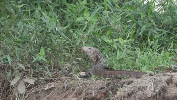 Dracaena Paraguayensis Paraguay Caiman Lizard Rare Reptile Living South America — Stock Video