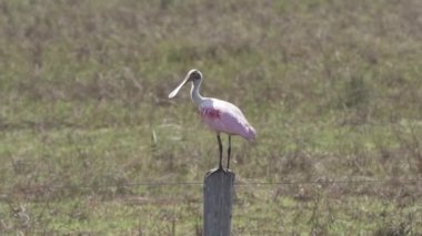 Gül kaşık gagası, Platalea ajajaja, Pantanal bataklıklarının sulak alanlarında yaşayan ve çayırda yaşayan pembe renkli bir kuş türüdür..
