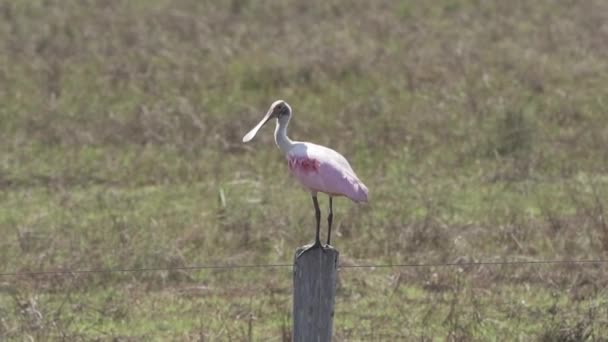Rödspätta Platalea Ajaja Rosa Vadande Fågel Hemma Våtmarkerna Pantanal Träsk — Stockvideo