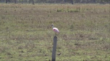 Gül kaşık gagası, Platalea ajajaja, Pantanal bataklıklarının sulak alanlarında yaşayan ve çayırda yaşayan pembe renkli bir kuş türüdür..