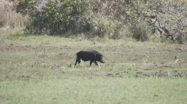 Güney Amerika, Brezilya 'daki Pantanal bataklığının sulak arazilerinde, pekariler, javelina veya kokarca domuzları da bulunur..