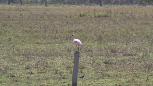 Розовая Ложка Platalea Ajaja Розовая Цветная Птица Обитающая Болотах Болот — стоковое видео