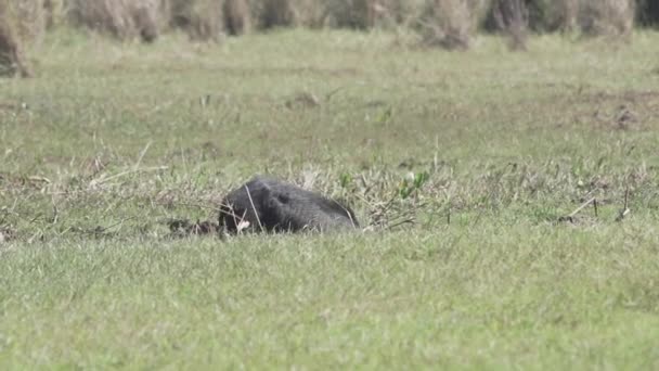 Peccary Also Javelina Skunk Pig Wetlands Pantanal Swamp Brazil South — Stock Video