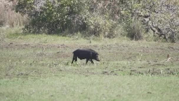 Pekařský Také Oštěp Nebo Skunk Pig Mokřinách Bažině Pantanal Brazílii — Stock video