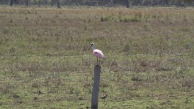 Gül kaşık gagası, Platalea ajajaja, Pantanal bataklıklarının sulak alanlarında yaşayan ve çayırda yaşayan pembe renkli bir kuş türüdür..