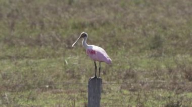 Gül kaşık gagası, Platalea ajajaja, Pantanal bataklıklarının sulak alanlarında yaşayan ve çayırda yaşayan pembe renkli bir kuş türüdür..