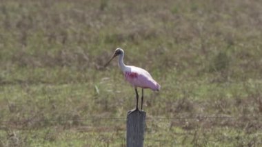 Gül kaşık gagası, Platalea ajajaja, Pantanal bataklıklarının sulak alanlarında yaşayan ve çayırda yaşayan pembe renkli bir kuş türüdür..