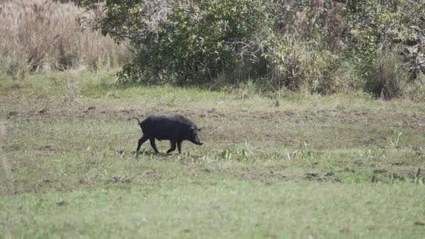 Peccary Auch Javelina Oder Stinktier Den Feuchtgebieten Des Pantanal Sumpfes — Stockvideo