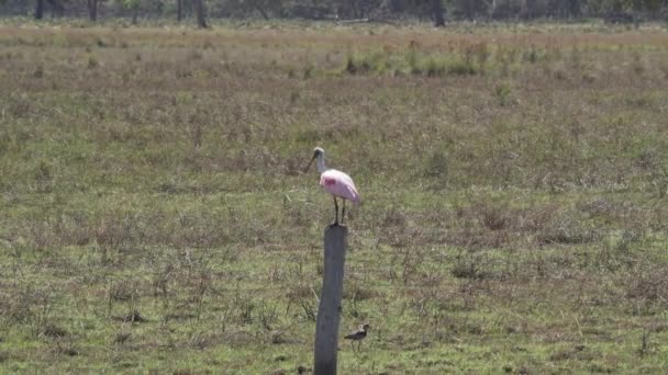 Gül Kaşık Gagası Platalea Ajajaja Pantanal Bataklıklarının Sulak Alanlarında Yaşayan — Stok video