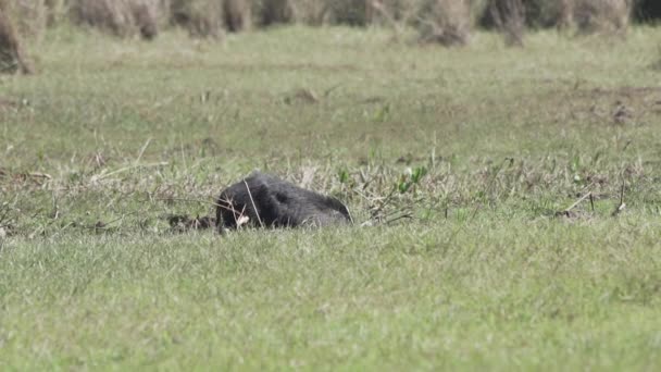 Pekařský Také Oštěp Nebo Skunk Pig Mokřinách Bažině Pantanal Brazílii — Stock video