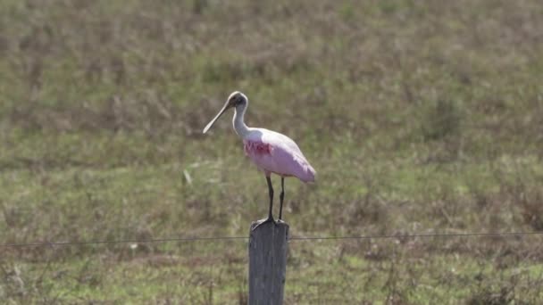 Rozenbottelaar Platalea Ajaja Een Roze Waadvogel Afkomstig Uit Wetlands Van — Stockvideo