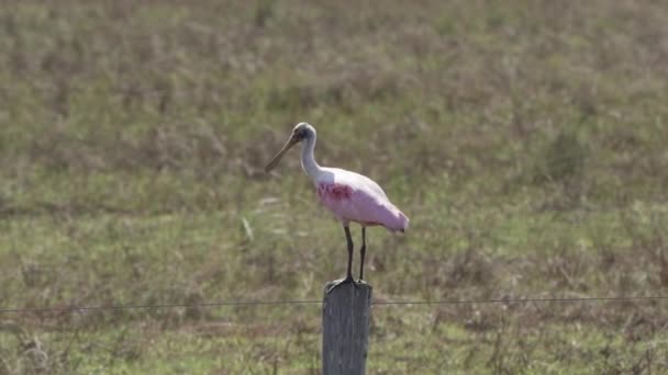 Rozenbottelaar Platalea Ajaja Een Roze Waadvogel Afkomstig Uit Wetlands Van — Stockvideo