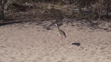 Kırmızı bacaklı Seriema veya Crested Cariama, Cariama Cristata Pantanal, Brezilya, Güney Amerika 'da kurak bir nehir yatağında yürüyor.