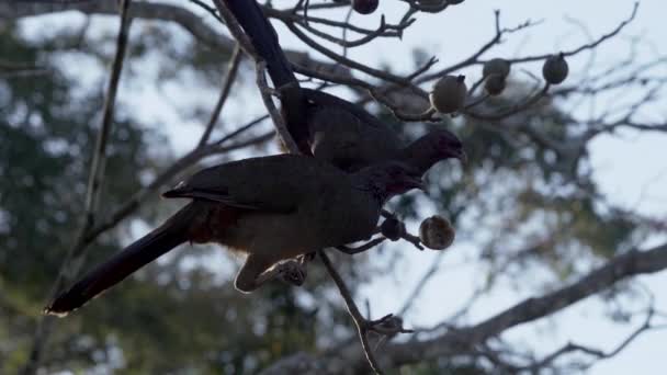 Uccelli Esotici Del Pantanal Chaco Chachalaca Ortalis Canicollis Una Specie — Video Stock