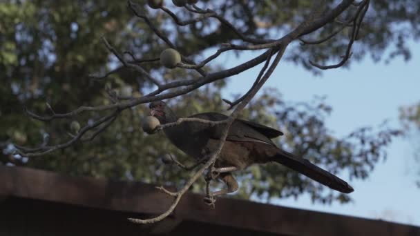 Εξωτικά Πουλιά Του Παντανάλ Chaco Chachalaca Ortalis Canicollis Είναι Ένα — Αρχείο Βίντεο