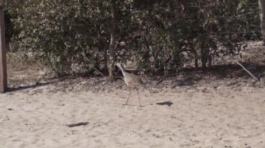 Kırmızı bacaklı Seriema veya Crested Cariama, Cariama Cristata Pantanal, Brezilya, Güney Amerika 'da kurak bir nehir yatağında yürüyor.