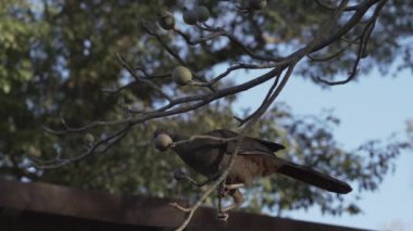 Pantanal 'ın egzotik kuşları. Chaco chachalaca, Cracidae familyasından Arjantin, Brezilya, Paraguay ve Uruguay 'da yaşayan bir kuş türü.