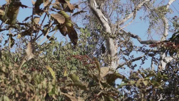 在巴西的Pantanal沼泽地的Transpantaneira湿地上 卡普钦猴爬过一棵热带树 向Jofre港飞去 — 图库视频影像