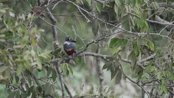 Beringter Eisvogel Megaceryle Torquata Sitzt Der Tropischen Vegetation Entlang Der — Stockvideo