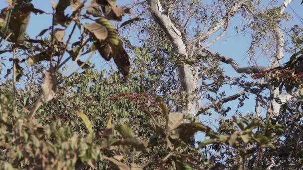 Capuchin Μαϊμού Αναρρίχηση Μέσα Από Ένα Τροπικό Δέντρο Κατά Μήκος — Αρχείο Βίντεο