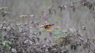 Turuncu sırtı olan Icterus croconotus, Brezilya 'daki Pantanal' ın sulak arazilerindeki bataklıklara özgü küçük bir kuş türüdür..