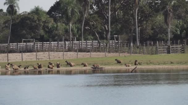 Groep Capibara Bij Een Waterput Een Typische Fazenda Brazilië — Stockvideo
