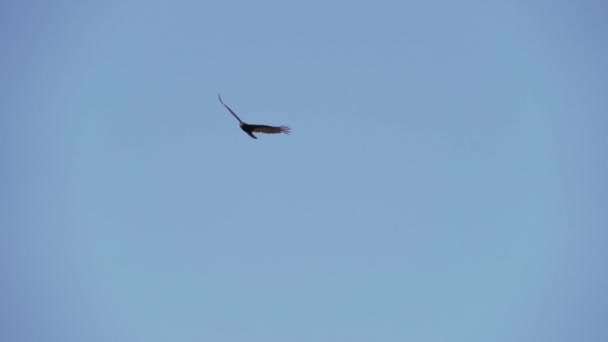 Black Vulture Gliding Clear Blue Sky Pantanal Wetlands Brazil Sunny — Stock Video